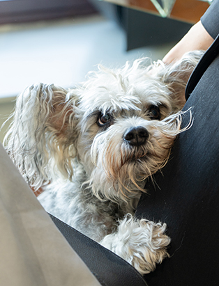 studio dog at Flowstate Hair Design